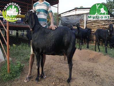 beetal goat farming